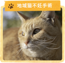 地域猫不妊手術