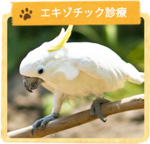 エキゾチック診療