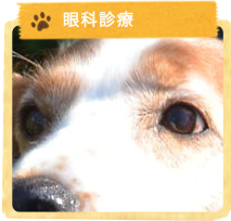 眼科診療